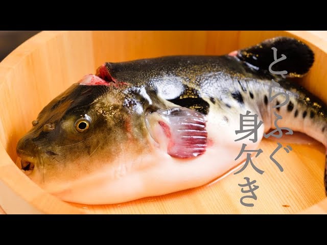 ふぐ調理 ふぐの身欠き さばき方 ふぐ調理師免許を取得してワンランク上の料理人に The Globefish S Way Of Judging Youtube