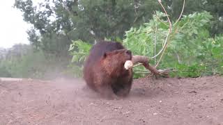Beaver Chews Down a Tree and Drags it Back to Her Pond