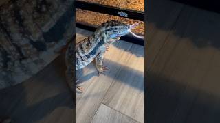 Takes off running after eating 🤣 #reptiles #argentinetegu