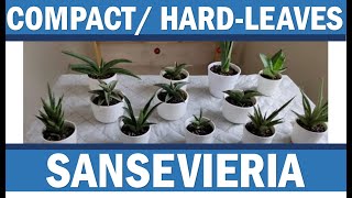 Unboxing Compact Sansevieria / Hard-Leaf Snakeplants