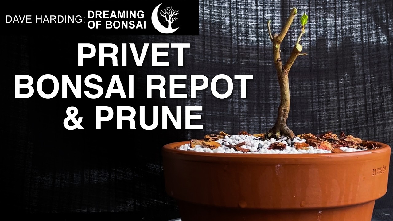 Privet Repot & Prune, February 2026