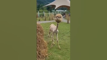 A Shaved Alpaca 😍