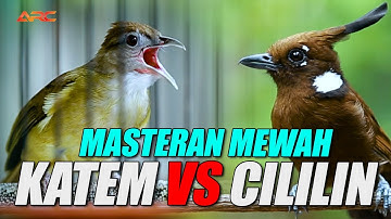 MASTERAN KAPAS TEMBAK VS CILILIN GACOR
