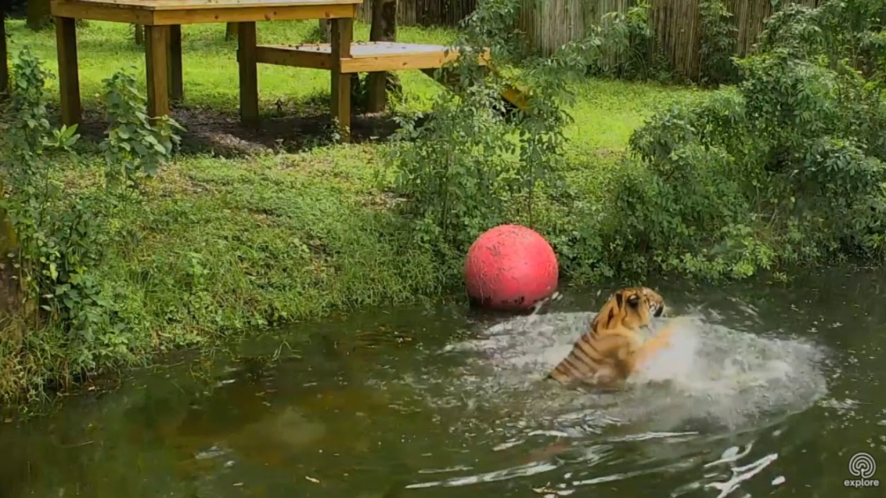 swimmer ear Hoover splashing