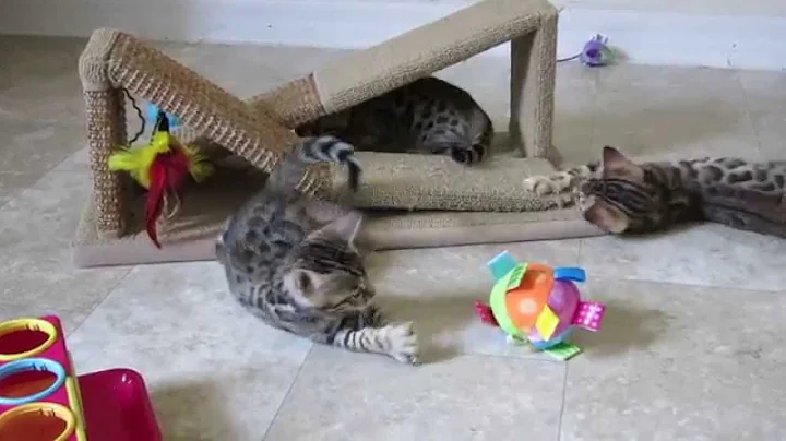 Video 2197721: purebred bengal kittens, litter