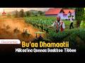 Bu Aa Dhamaatii Milkaa Ina Qonnaa Baakkoo Tibbeeetv Ebc Etv Afaan Oromoo 