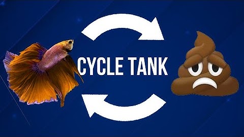How to Cycle Betta Fish Tank (COMPLETE BEGINNER