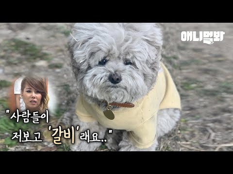 (같지 않은 이유ㅋㅋ)ㅣConfession Of A Dog Putting Paws Together To Cast A <strong>Spell</strong>