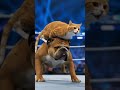 Cat vs Bulldog in WWE Ring 🐱🥊 | Cinematic 4K Wrestling Showdown | Sora 2 AI Short #airealism #funny