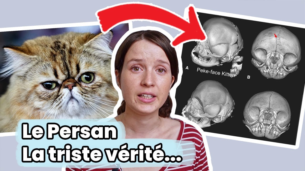 Persan : tout savoir sur cette race de chat