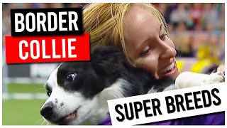 Super Dogs - the Border Collie