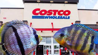 5 Things From Costco For The Fish Keeping Hobby
