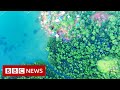 New video by BBC News on YouTube