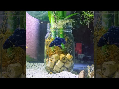 this is ACTUALLY big enough for betta fish | Fish Tank Review 169