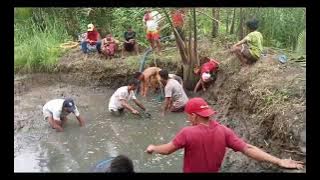 Hito/Pantat|Halo-an🦈| HARVEST🦈|@Boss Gilbert|Mini Fishpond🦈|FARMER VLOG - BISAYA NI