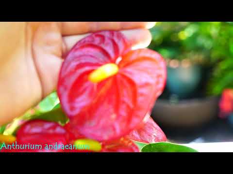 Video: Must Anthurium: foto, kirjeldus, hooldus