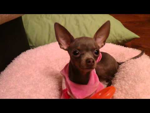 Vídeo: Com Explicar-li A Un Cadell De Toy Terrier