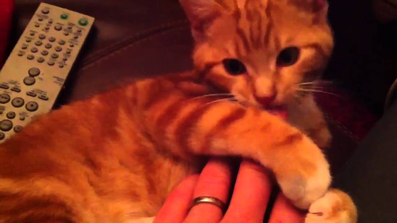 Cute Kitten Sonny chewing my fingers when he was teething. YouTube