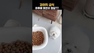 내 강아지에게 맞는 급식법은? (The best feeding routine for my dog) #쇼츠 #shorts #강아지 #애견영상 #반려견 #dog #dogvideo
