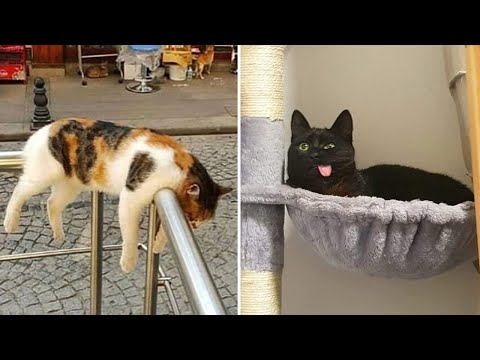 Видео: Самые смешные животные / Приколы с котами и собаками 2023