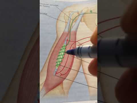 69. Fuseau neuro-musculaire