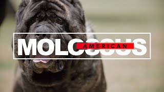 FROM ANCIENT GUARDIANS TO MODERN MARVELS: THE INCREDIBLE AMERICAN MOLOSSUS