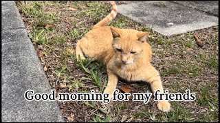 Every morning I check the cats that now live in my backyard in the cat house “SHELTER”