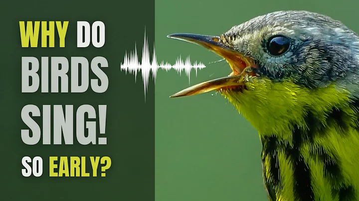 Why Do Birds SING So Darn EARLY - DayDayNews
