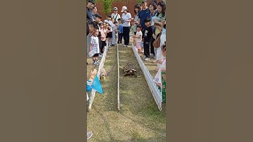 Rabbit vs Turtle The Ultimate Showdown | Animated Indian Mythology | Mythikidss