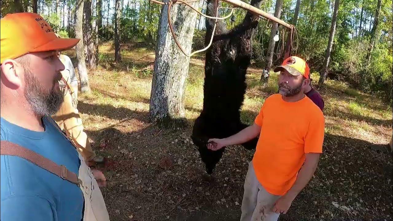 North Carolina Bear Hunting With Dogs YouTube