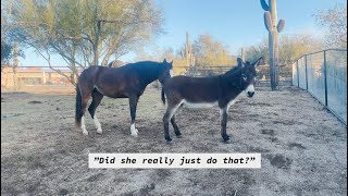 "Unadoptable" 20-yr old Burro is Best Friends with 2-yr old Mustang Filly