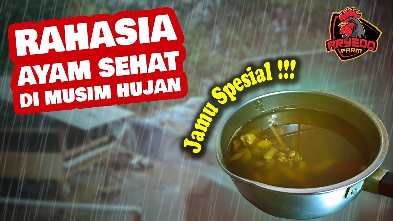 JAMU SPESIAL! Rahasia Ayam Sehat Nggak Gampang Sakit Saat Musim Hujan