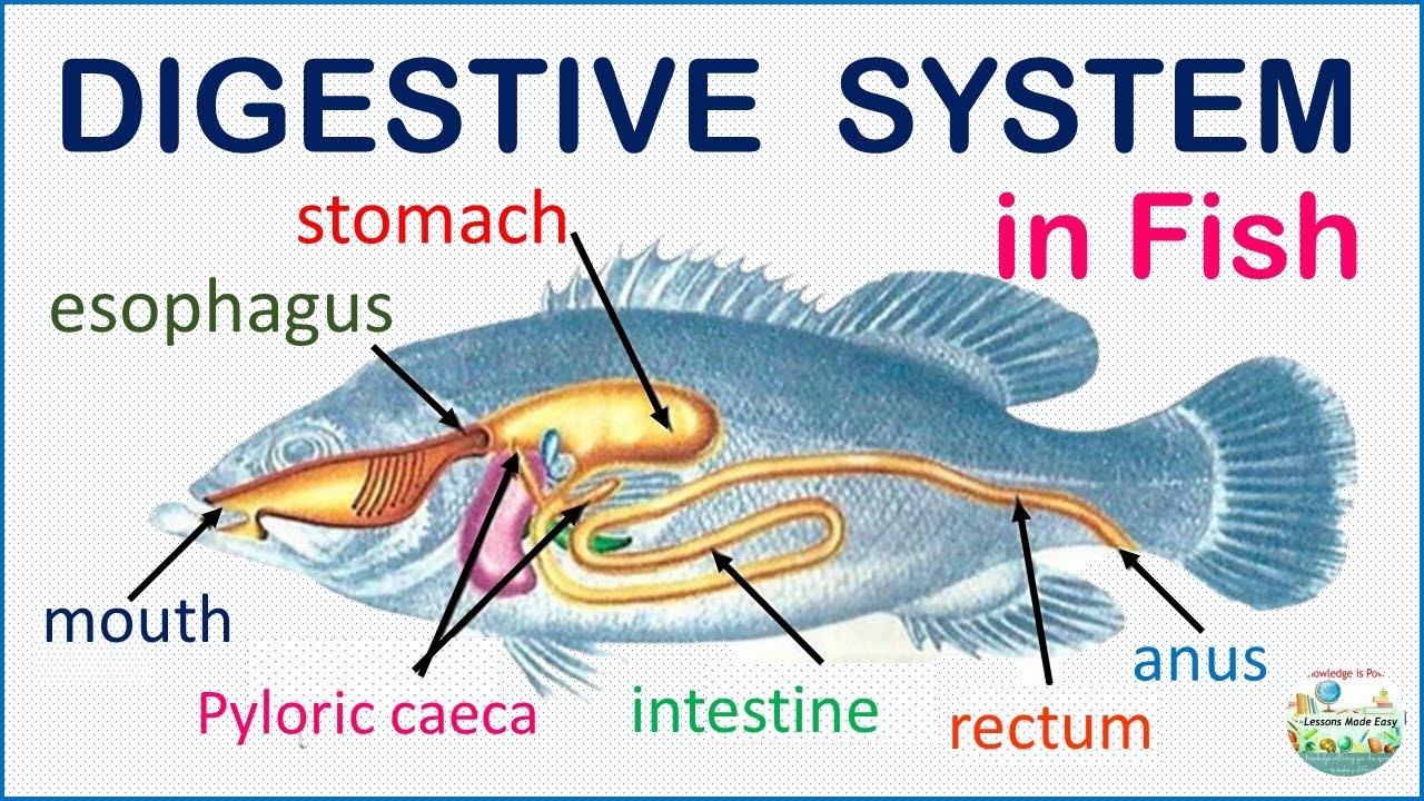 Fish dissection - Body systems