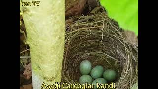 Zaqatala rayonu Aşağı Çardaqlar kəndin gözəl təbiəti. nature