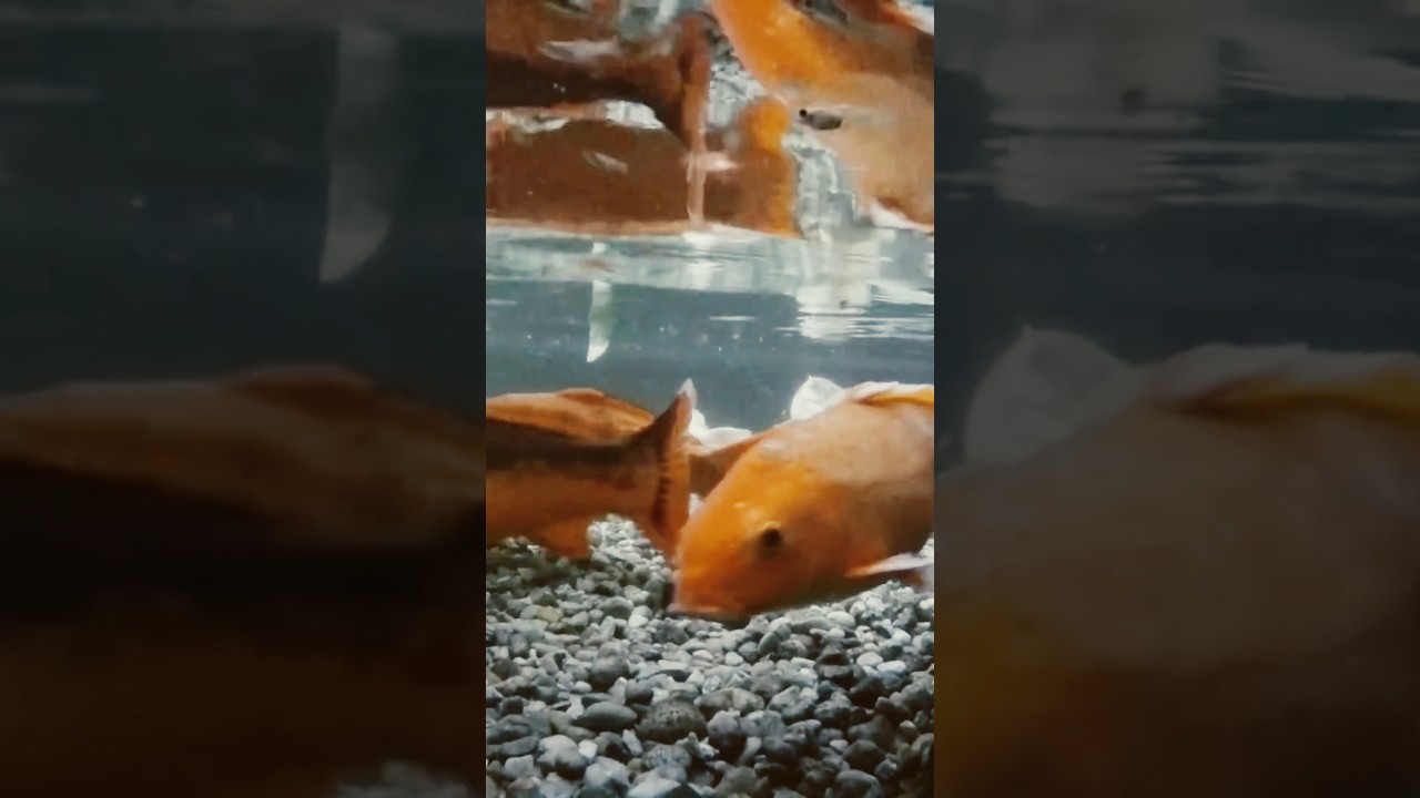 Underwater with Beautiful Koi
