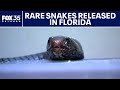 Eastern Indigo Snakes Reintroduction Quiz