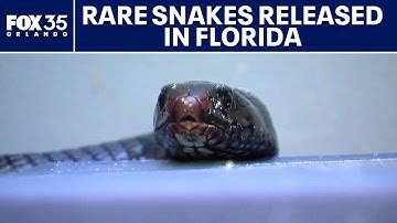 Florida officials release dozens of snakes to eat invasive snakes