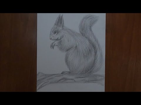 Как нарисовать Белку / Рисунок карандашом / How to draw a Squirrel