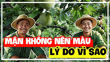 Hỏi - Đáp | Vì sao quả mận không nên màu ! | Sỹ Nguyễn official