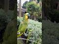 Nika Bom-dia com John aves do Criadouro Pedra Branca #parrot #papagaio