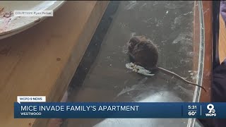 Westwood resident says apartment complex is overrun by mice