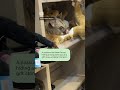 Real possum found hiding with toy animals in gift store | ABC NEWS