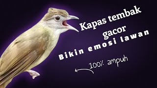 KAPAS TEMBAK AKAN GACOR , DENGARKAN SUARA INI