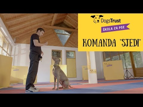Video: Kako Trenirati Ruskega Psa