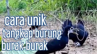 CARA UNIK MENANGKAB BURUNG BURAK BURAK