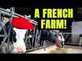 BEHIND THE SCENES AT A FRENCH DAIRY FARM: BEILLEVAIRE