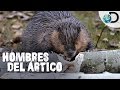 Cazando castores en territorio prohibido | Hombres del Ártico l Discovery Latinoamérica