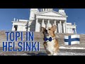 HELSINKI TOUR - Topi the Corgi