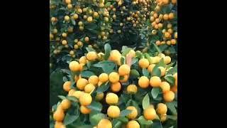 زراعة البرتقال في الأحواض