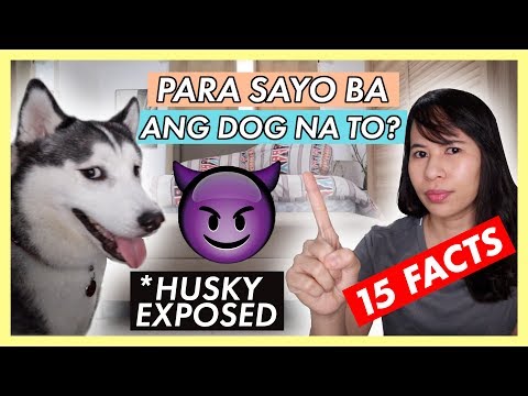 Video: Mga Dog Hiccup: Ano Ang Dapat Mong Malaman